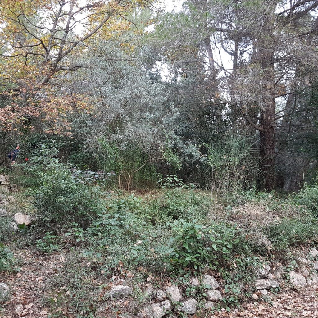 Le Débroussaillage est une obligation.